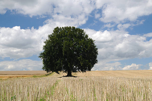 istock Big Green Tree and Cut Canola Field Summer 104372519