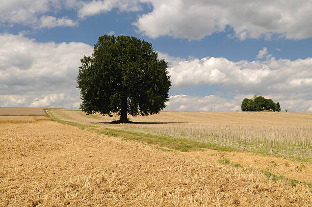 istock Big Tree and Cut Harvest Field Summer 104372569