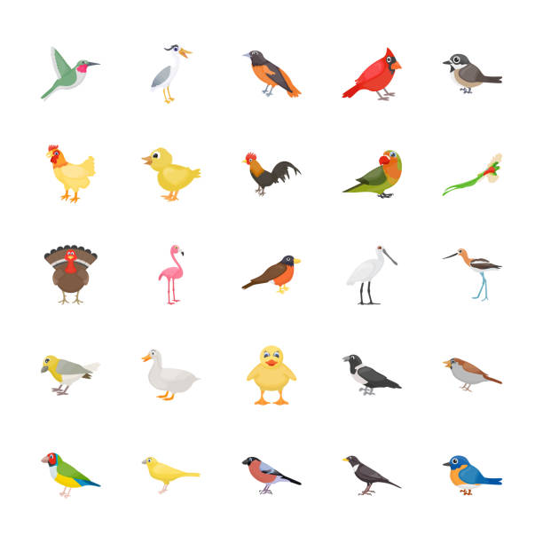Pet Birds Flat Vectors Pack This feather creature or birds flat icons set  with full of colorful, adorable and relevant icons of the birds. You can find almost any kind of birds icon belonging to the wild, domestic and offspring categories of well-known birds. Hold this colorful amazing pack for related projects. female cardinal bird stock illustrations