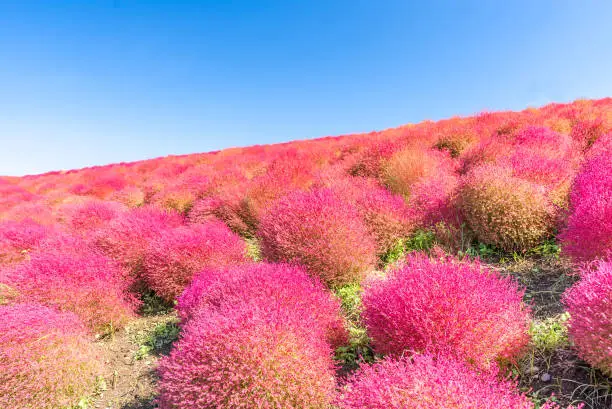 Kochia and cosmos bush with hill landscape Mountain in autumn with blue sky at Ibaraki, Japan