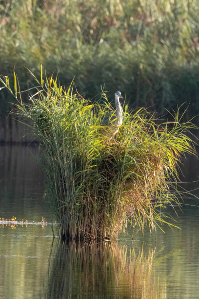 istock Grey Heron in Lagoa de Albufeira Protected Lagoon, Sesimbra. 1043729624