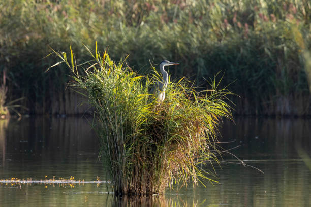 istock Grey Heron in Lagoa de Albufeira Protected Lagoon, Sesimbra. 1043730066