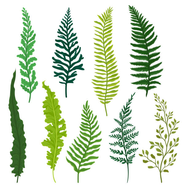 Flat vector set of different types of fern. Twigs with bright green leaves. Natural elements. Wild forest plant Colorful vector illustrations in flat style isolated on white background. fern stock illustrations