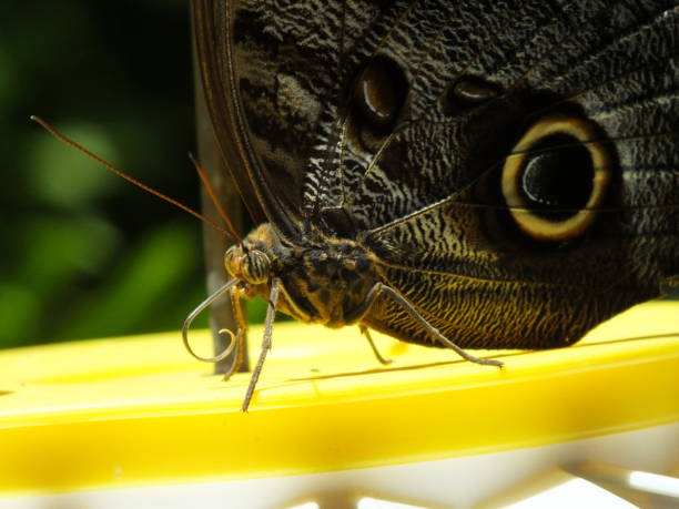 istock Owl eye butterfly on yellow feeder 1043730128