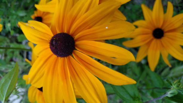 istock Black-eyed Susan Flowers 1043730270