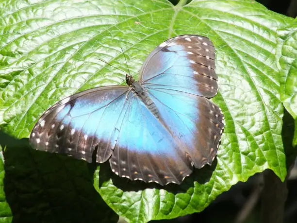 blue-morpho butterfly on leaf