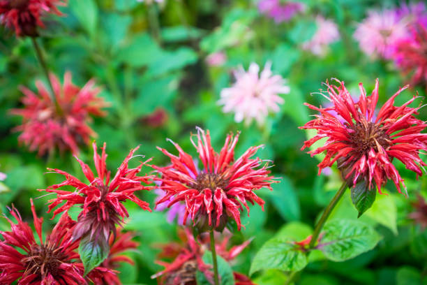 istock Crimson beebalm (Monarda) growing in the garden 1043731548