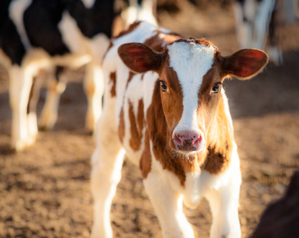 Cute young calf on a ranch A cute young dairy calf looking at the camera. calf stock pictures, royalty-free photos & images