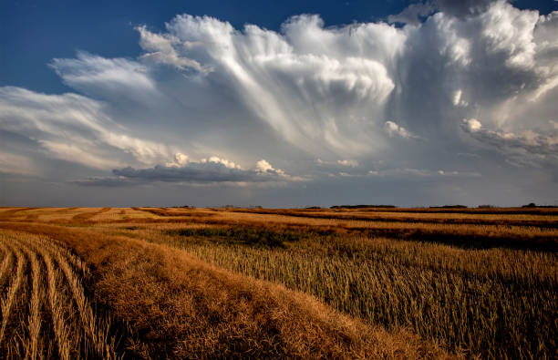 prairie nuvens de tempestade - prairie agriculture cloud cloudscape - fotografias e filmes do acervo