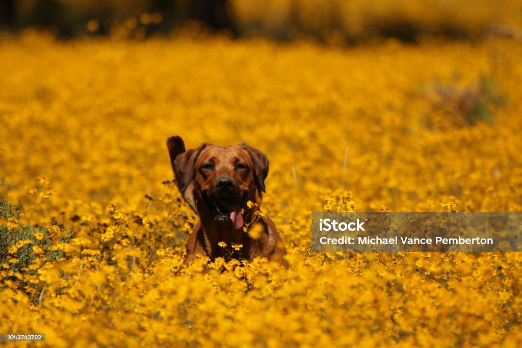 Happy dog! Happy dog running through flowers. Animal Stock Photo