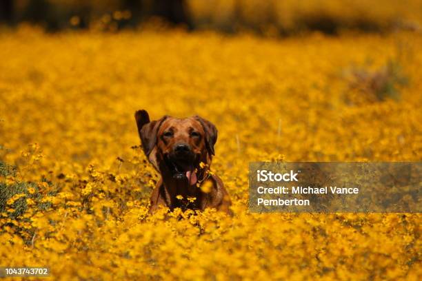 Happy Dog Stock Photo - Download Image Now - Animal, Cheerful, Cute