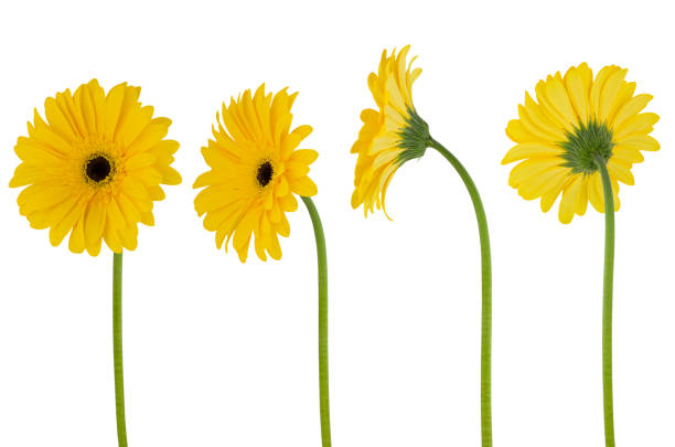 Four yellow flower gerberas on a stem isolated on white background