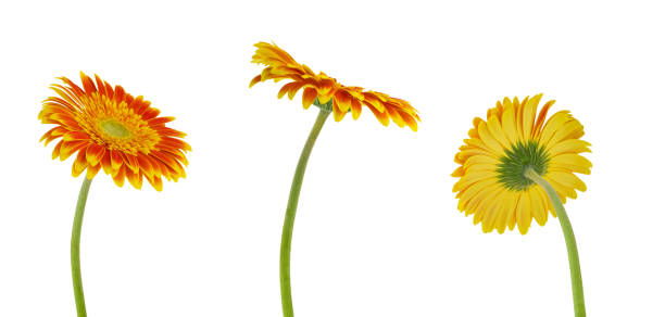 istock Three colorful beautiful gerbera flower isolated on white background with clipping path 1043745006