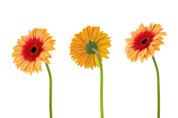 istock Three orange gerbera daisy flower  on  stem isolated on white background 1043745012