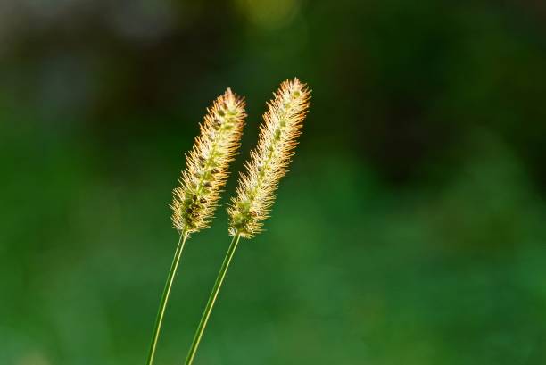 istock two small wild blades of grass in the sunlight 1043745088