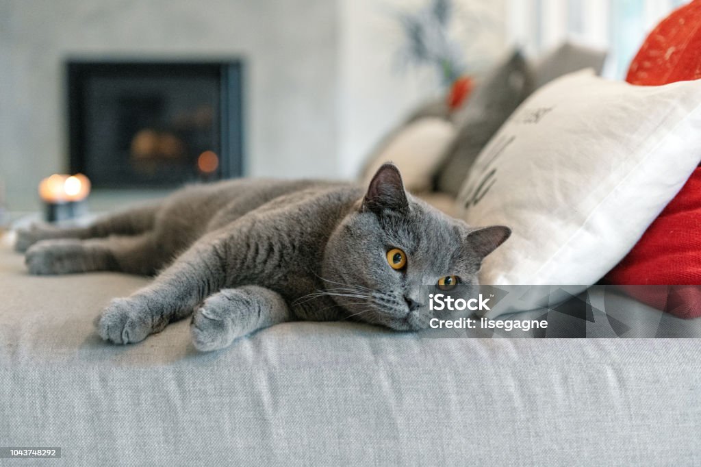 Cat lying down on a sofa Scottish straight cat lying down on a sofa in the livingroom British Shorthair Cat Stock Photo