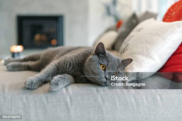 Cat Lying Down On A Sofa Stock Photo - Download Image Now - British Shorthair Cat, Domestic Cat, Sofa