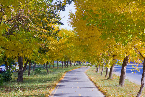 istock alley with yellowed autumn leaves on trees 1043751390