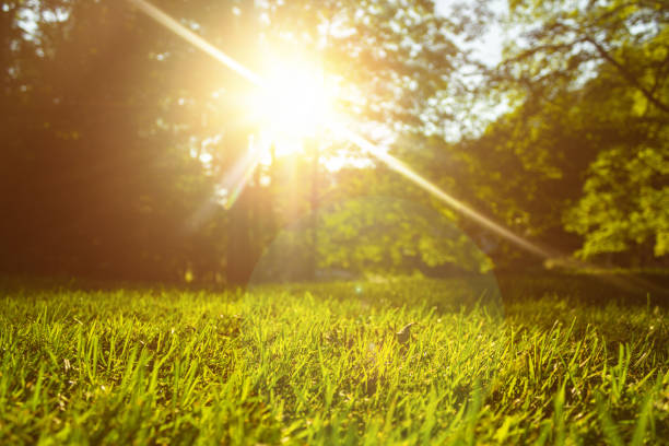 istock Tranquil new grass with fresh spring summer or fall smells in the air.  Allergies and pollen. 1043755360