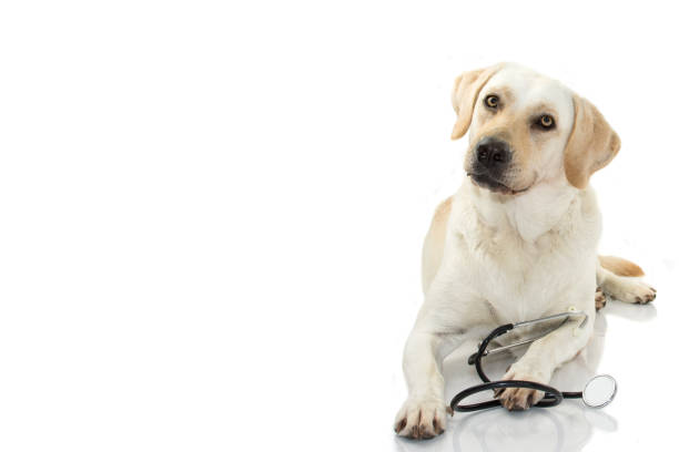 BIG DOG WITH STETHOSCOPE LYING DOWN AGAINST WHITE BACKGROUND. ISOLATED SHOT STUDIO. BIG DOG WITH STETHOSCOPE LYING DOWN AGAINST WHITE BACKGROUND. ISOLATED SHOT STUDIO. spanish mastiff puppies stock pictures, royalty-free photos & images