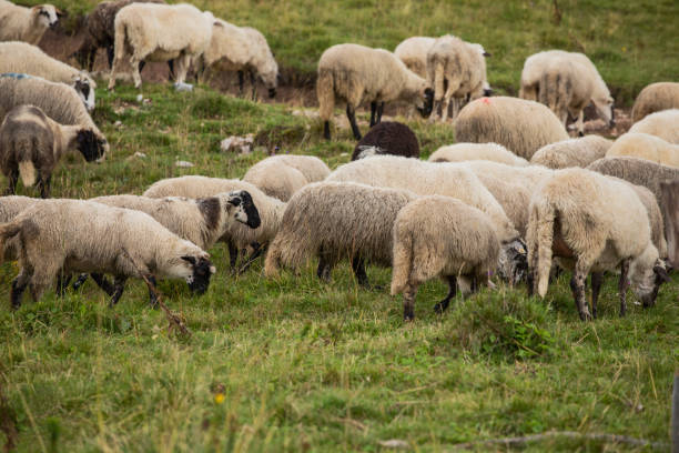 istock Free range sheep at pasture in high mountains 1043760328