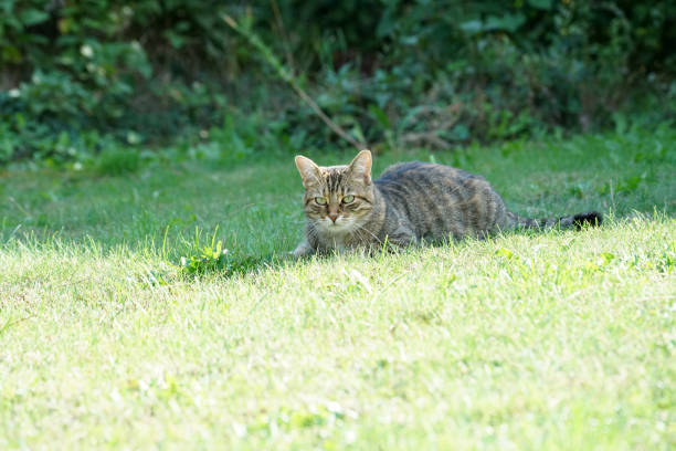 istock Cat Lightened In The Garden With Studio 1043760790