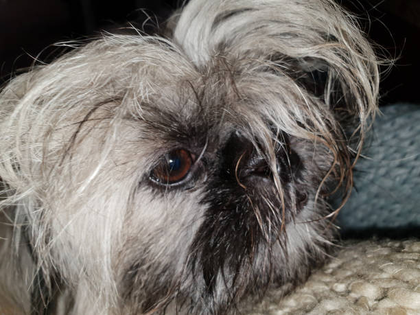 istock Shih Tzu's face with unkept hair 1043761100