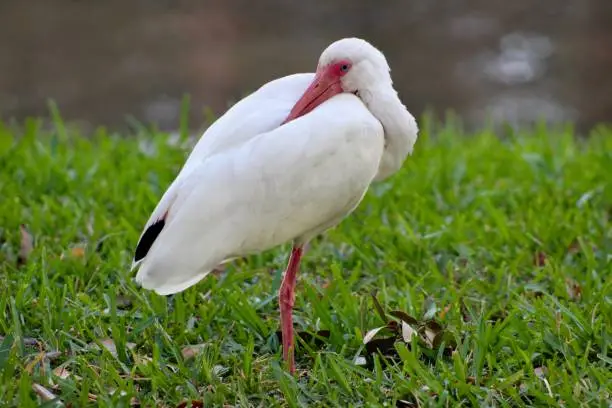 close up of white ibis with its head on its back with one leg up