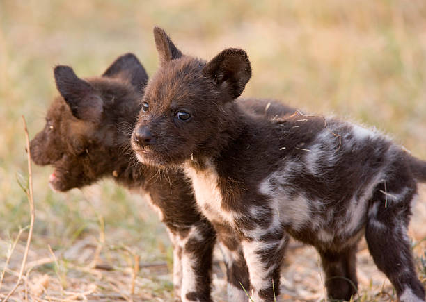 African wild dog searching through green grassland
