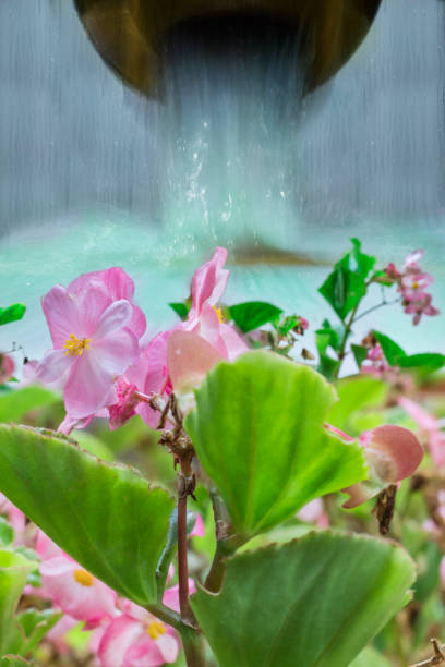 Water in the flowers-2