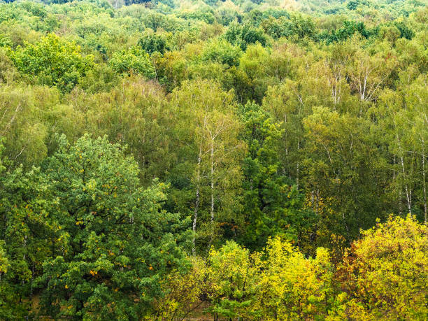 istock wet yellow and green trees in forest in rain 1043769784