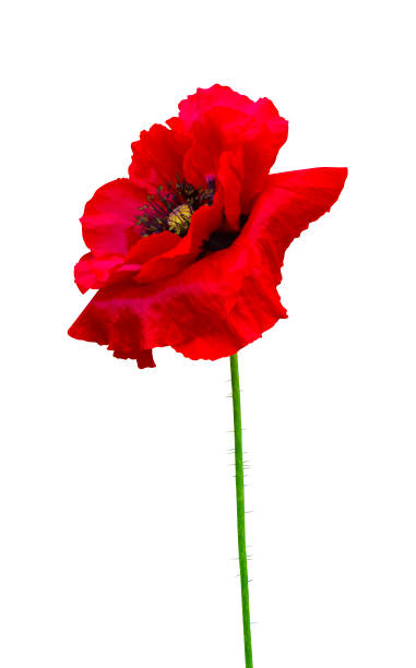 istock red poppy isolated on white background 1043773702