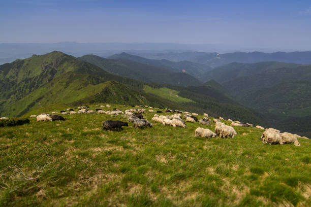 istock Sheep graze in the Carpathian mountains. Marmaros. Ukraine 1043774178