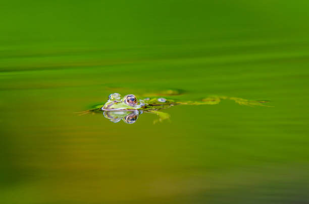 istock Green frog in a pond 1043774250