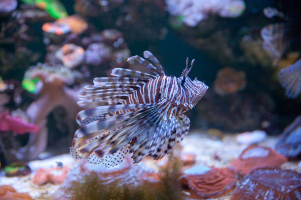 istock fish lionfish in the aquarium 1043775306