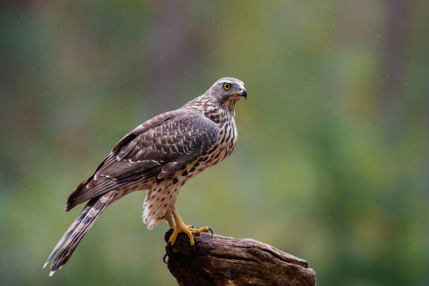 istock Northern goshawk in the Netherlands 1043775632