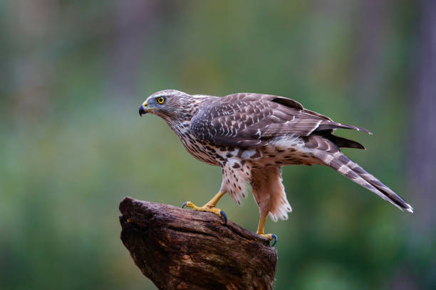 istock Northern goshawk in the Netherlands 1043775638