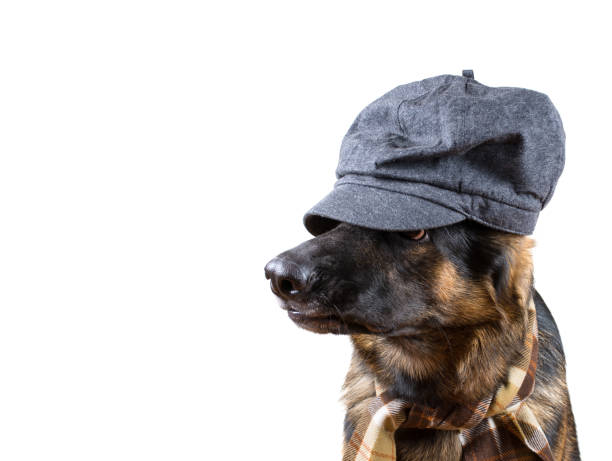 istock Funny German shepherd wearing a scarf and a cap concealing its eyes and looking like a private detective 1043775726