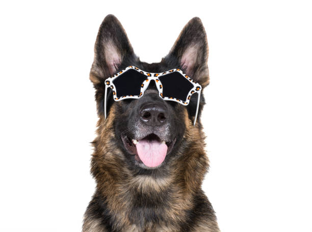 divertido pastor alemán lleva gafas de sol de glamour leopardo imprimir - german shepherd fotografías e imágenes de stock