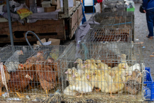 istock Live Poultry for sale. 1043781746