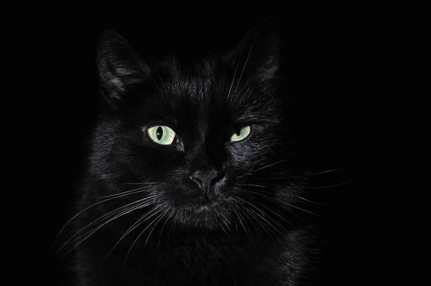 istock Beautiful young black cat on a black background 1043781816