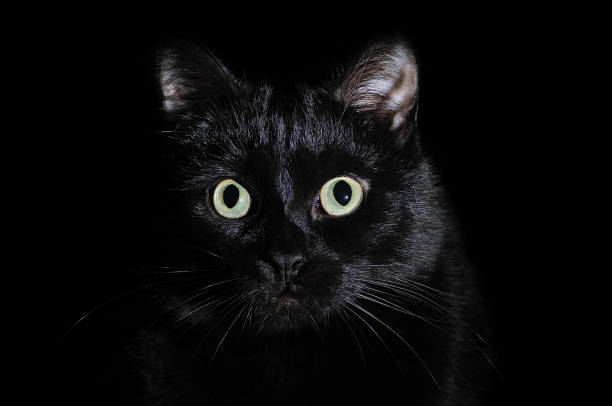istock Portrait of a muzzle of a black cat on black 1043781908