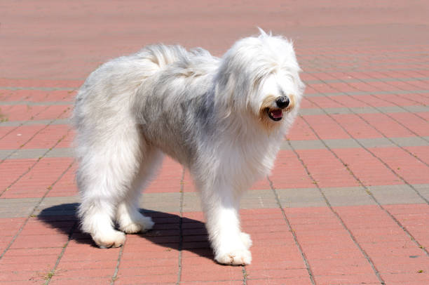 The South Russian Sheepdog is in the park.