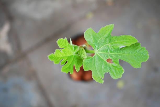 New life of a common fig plant from budding technique ,plant propagation method.