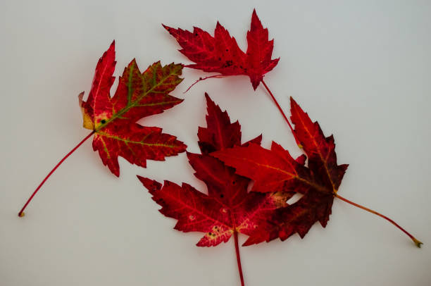 istock Small group of red fall maple leaves on a white background 1043786000