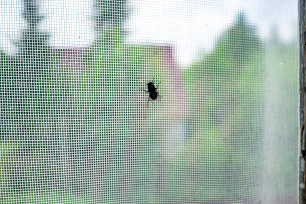 The fly (Diptera) sits on the window glass behind which is a mosquito net, in the countryside.