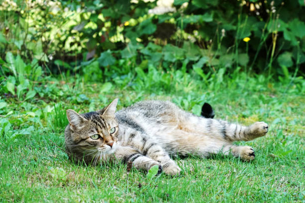 istock Cat Lightened In The Garden With Studio 1043791928