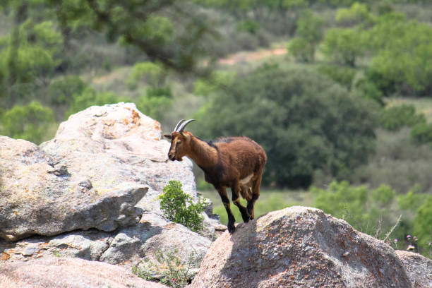 istock Texas Wildlife & Animals 1043792516
