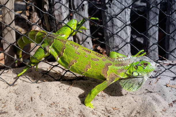 istock Green iguana trapped in a mesh-wire fence 1043793494