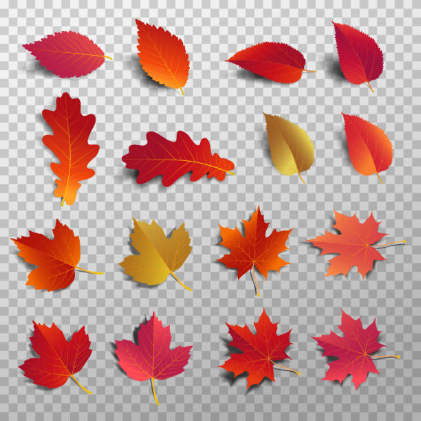 herbst-blatt-packung. realistische lassen fallen mit schatten. ahornblatt für schmücken promotion banner und druck design. vektor-illustration. - maple stock-grafiken, -clipart, -cartoons und -symbole